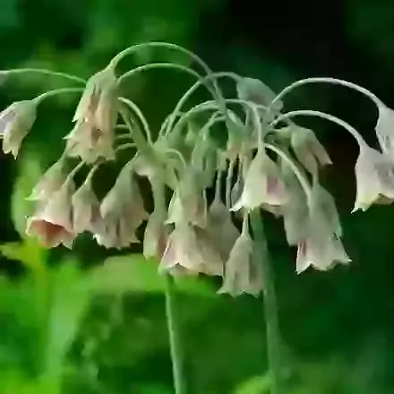 Nectaroscordum